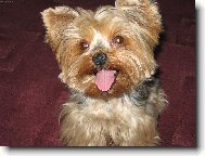 Jork��rsk� terier, Yorkshire Terrier,