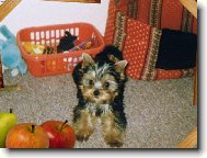 Jork��rsk� terier, Yorkshire Terrier,