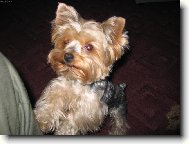 Jork��rsk� terier, Yorkshire Terrier,