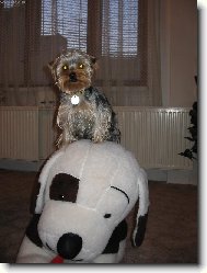 Jork��rsk� terier, Yorkshire Terrier,