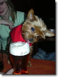 Jork��rsk� terier, Yorkshire Terrier,