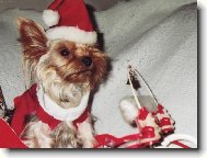 Jork��rsk� terier, Yorkshire Terrier,