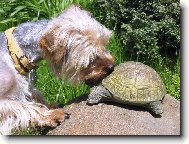 Jork��rsk� terier, Yorkshire Terrier,