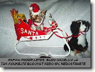 Jork��rsk� terier, Yorkshire Terrier,
