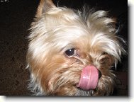 Jork��rsk� terier, Yorkshire Terrier,