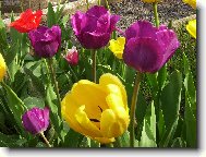 Z�hon tulip�n�