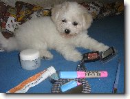 Bichon � poil fris�, Bichon Frise
