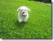Bichon � poil fris�, Bichon Frise