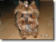 Jork��rsk� terier, Yorkshire Terrier,