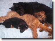 Poledn� siesta