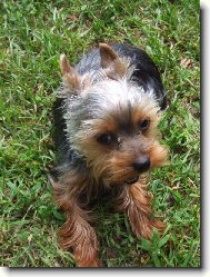 Jork��rsk� terier, Yorkshire Terrier,