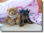 Jork��rsk� terier, Yorkshire Terrier,