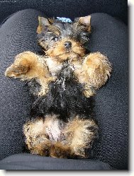 Jork��rsk� terier, Yorkshire Terrier,