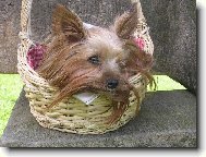 Jork��rsk� terier, Yorkshire Terrier,