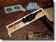 Jork��rsk� terier, Yorkshire Terrier,