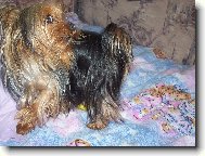 Jork��rsk� terier, Yorkshire Terrier,
