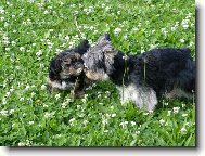 Jork��rsk� terier, Yorkshire Terrier,