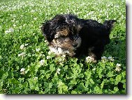Jork��rsk� terier, Yorkshire Terrier,