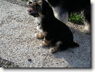 Jork��rsk� terier, Yorkshire Terrier,