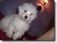 Bichon � poil fris�, Bichon Frise