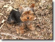 Jork��rsk� terier, Yorkshire Terrier,