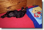 Jork��rsk� terier, Yorkshire Terrier,