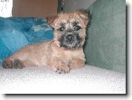 Cairn Terrier