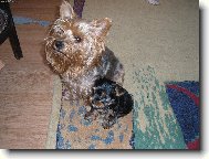 Jork��rsk� terier, Yorkshire Terrier,