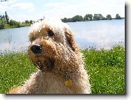 Jork��rsk� terier, Yorkshire Terrier,