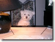 Bolognese