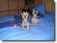 Jork��rsk� terier, Yorkshire Terrier,