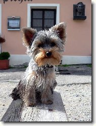 Jork��rsk� terier, Yorkshire Terrier,