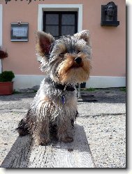 Jork��rsk� terier, Yorkshire Terrier,