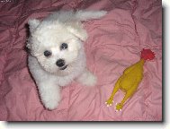 Bichon � poil fris�, Bichon Frise