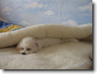 Bichon � poil fris�, Bichon Frise