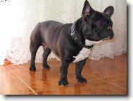 Jork��rsk� terier, Yorkshire Terrier,