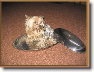 Jork��rsk� terier, Yorkshire Terrier,