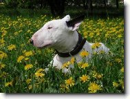 Bull Terrier
