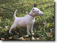 Bull Terrier