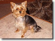 Jork��rsk� terier, Yorkshire Terrier,