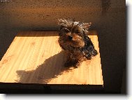 Jork��rsk� terier, Yorkshire Terrier,