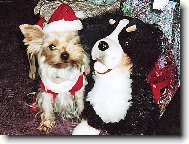Jork��rsk� terier, Yorkshire Terrier,