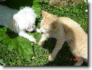 Domestic cat