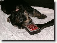 Jork��rsk� terier, Yorkshire Terrier,