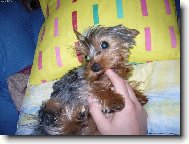Jork��rsk� terier, Yorkshire Terrier,