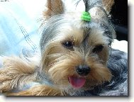 Jork��rsk� terier, Yorkshire Terrier,