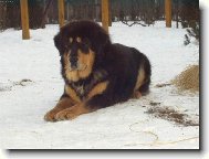 Tibetan Mastiff