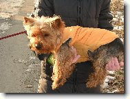 Jork��rsk� terier, Yorkshire Terrier,
