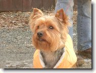 Jork��rsk� terier, Yorkshire Terrier,