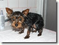 Jork��rsk� terier, Yorkshire Terrier,
